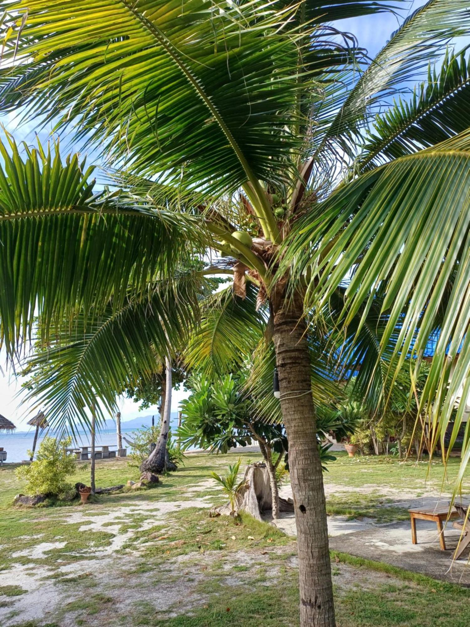 Tropicana Khophagan Resort Hotel Thongsala Exteriör bild